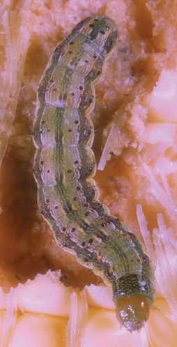 Pest - Corn earworm